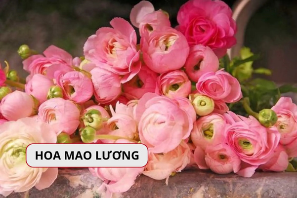 Hoa mao lương giúp không gian sống trở nên sang trọng và ấm cúng (Nguồn: Internet)