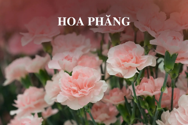 Mỗi sắc hoa phăng lại gửi gắm một tâm tư tình cảm khác biệt (Nguồn: Internet)